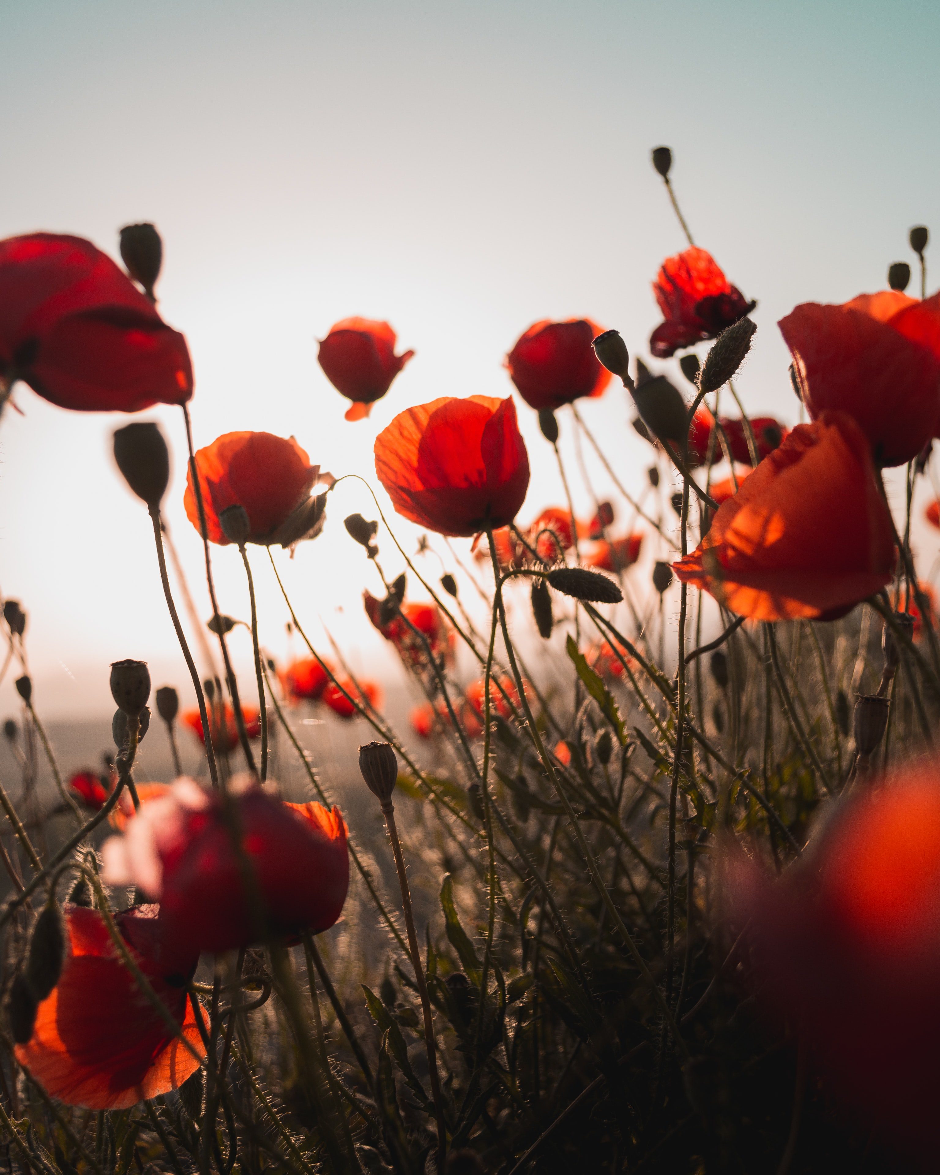 How Nature Can Heal You From Within